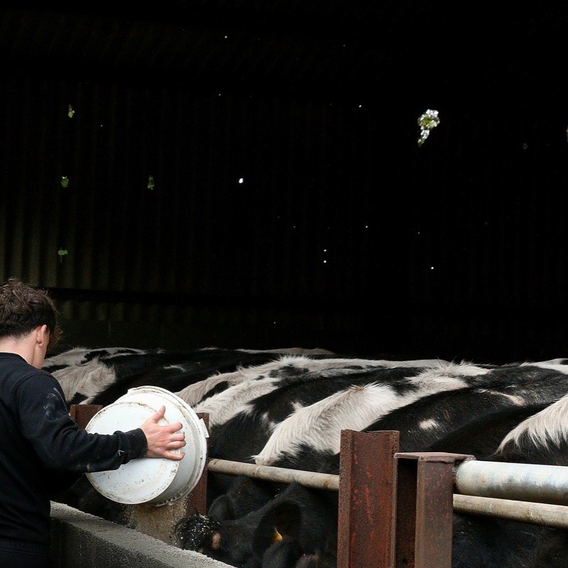 Landwirt füttert Kühe in einem Stall